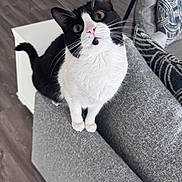 Bmo joined the competition — help win amazing prizes! cat, black_and_white, curious, indoor, couch, gray, pet, feline, whiskers, floor, pillows, home, domestic_animal, looking_up, fur, ears, tail, animal, close_up, cozy
