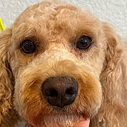 Gracie joined the competition — help win amazing prizes! dog, close_up, curly_fur, brown_fur, black_nose, pet, animal, portrait, indoors, cute, face, canine, whiskers, ears, fur_texture, looking_at_camera, friendly, domestic_animal, companion, mammal