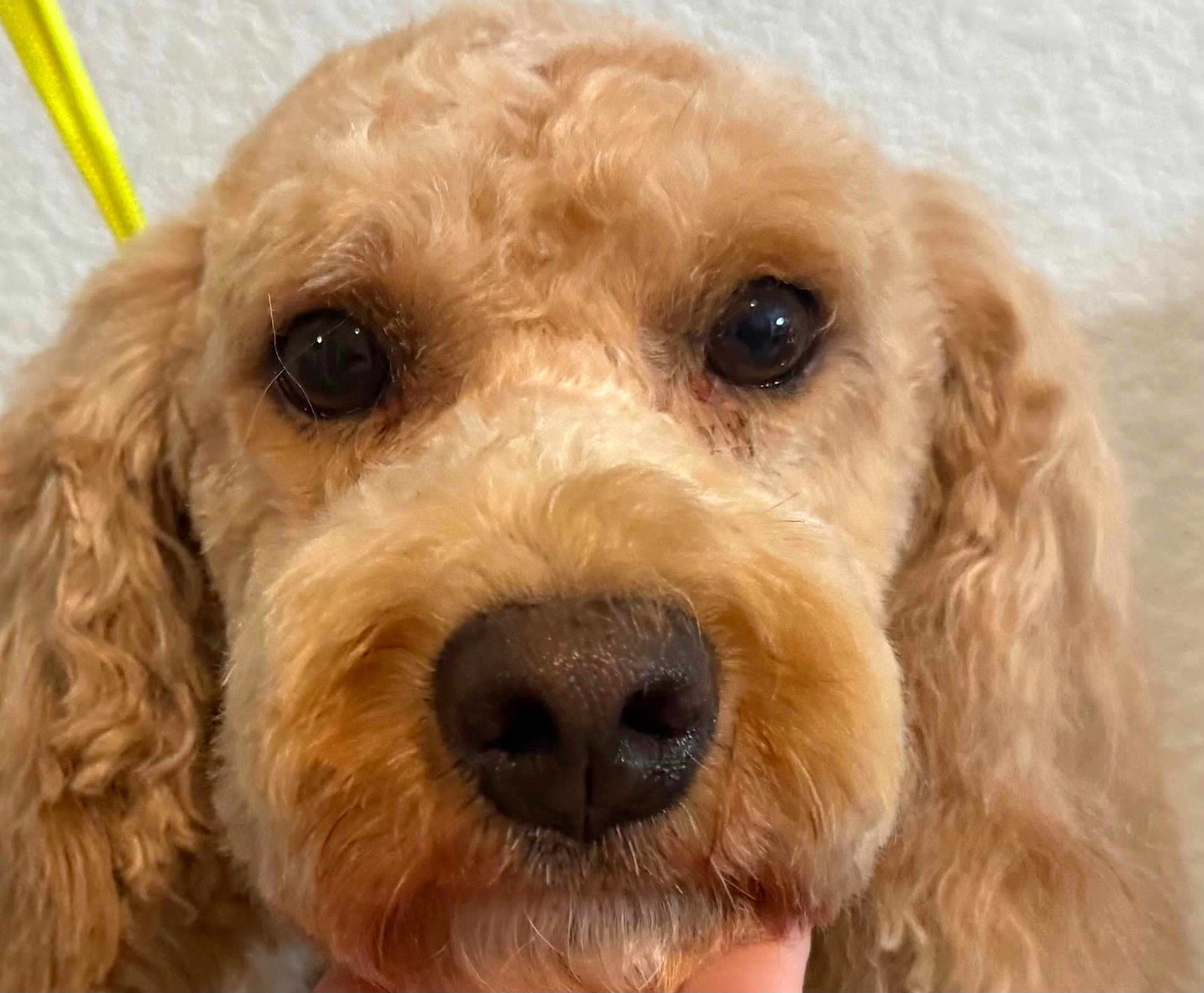 Gracie joined the competition — help win amazing prizes! dog, close_up, curly_fur, brown_fur, black_nose, pet, animal, portrait, indoors, cute, face, canine, whiskers, ears, fur_texture, looking_at_camera, friendly, domestic_animal, companion, mammal