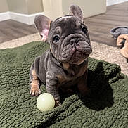 Quincy joined the competition — help win amazing prizes! animal, ball, blanket, carpet, companion, cozy, cute, dog, ears, floor, french_bulldog, home, indoor, looking_up, pet, puppy, small, toy, wrinkled_face, young