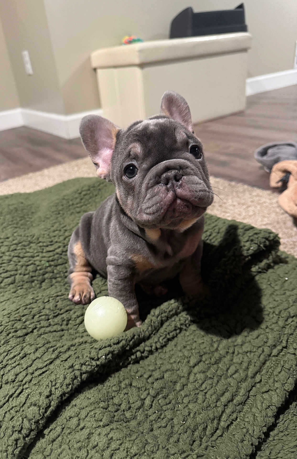 Quincy joined the competition — help win amazing prizes! animal, ball, blanket, carpet, companion, cozy, cute, dog, ears, floor, french_bulldog, home, indoor, looking_up, pet, puppy, small, toy, wrinkled_face, young