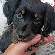 Coconut is registered to the contest to win money with this photo: puppy, dog, black_dog, close_up, hand, pet, cute, indoor, blanket, couch, person, blurred_background, fur, face, eyes, nail, holding, young_dog, domestic_animal, companion
