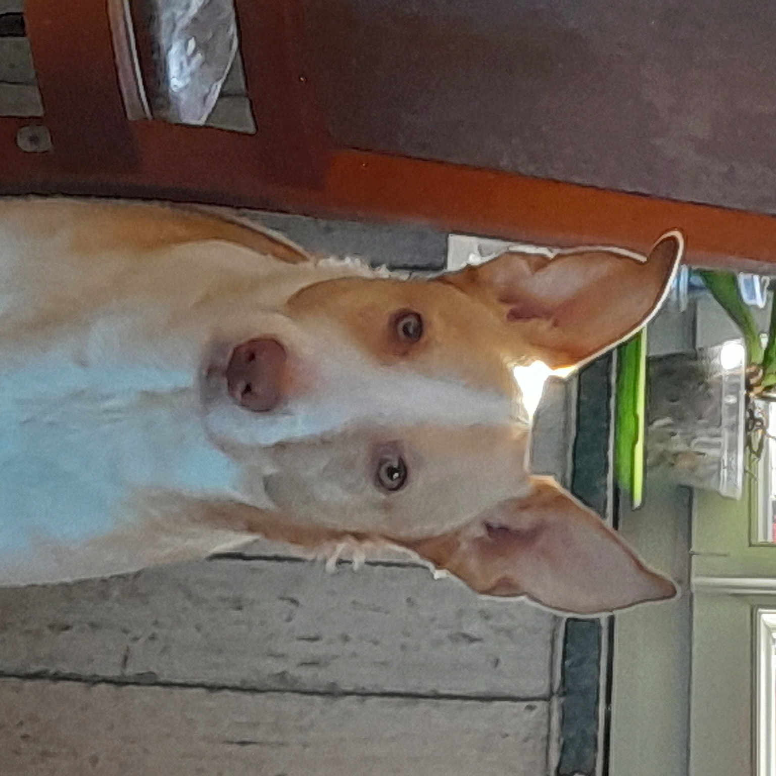 Ooris