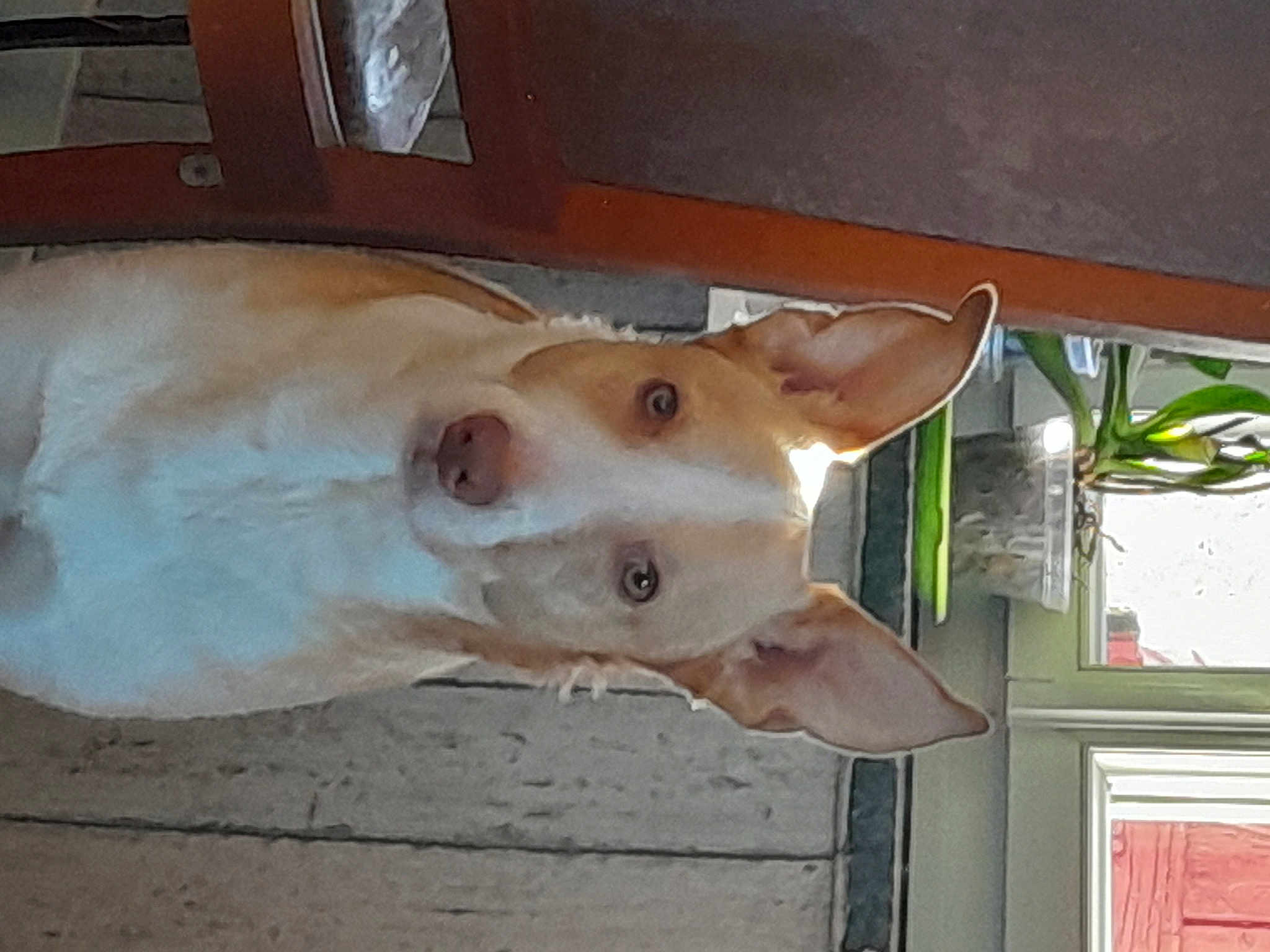 Ooris