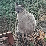 Nenette a rejoint le concours — aidez-le/la à gagner de superbes lots ! cat, gray_cat, animal, pet, feline, sitting, outdoor, garden, grass, plants, leaves, wildlife, portrait, fur, whiskers, ears, eyes, tail, nature, photography