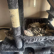 Geo joined the competition — help win amazing prizes!  lounging, animals, brown, cat_tree, cats, cozy, fur, gray, hammock, home, indoor, kittens, multi_cat, pet, play_structure, resting, scratching_post, sleeping, striped, tabby
