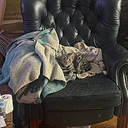 Misty is registered to the contest to win money with this photo: cat, tabby, bengal_cat, pet, animal, sitting, lounging, blanket, crochet, leather_chair, armchair, indoor, living_room, cozy, furniture, wood_floor, striped_fur, spotted_fur, portrait, home_decor