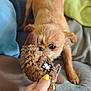 Gizmo a rejoint le concours — aidez-le/la à gagner de superbes lots ! animal, blanket, brown_fur, closeup, couch, cute, dog, fingernails, fingertips, fur, grip, hand, indoor, interaction, pet, playing, small_dog, toy, watch, yellow_nail_polish