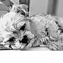animal, calm, canine, closeup, companion, cute, dog, domestic, fluffy, fur, indoor, napping, paw, pet, quiet, relaxing, resting, sleeping, snout, whiskers