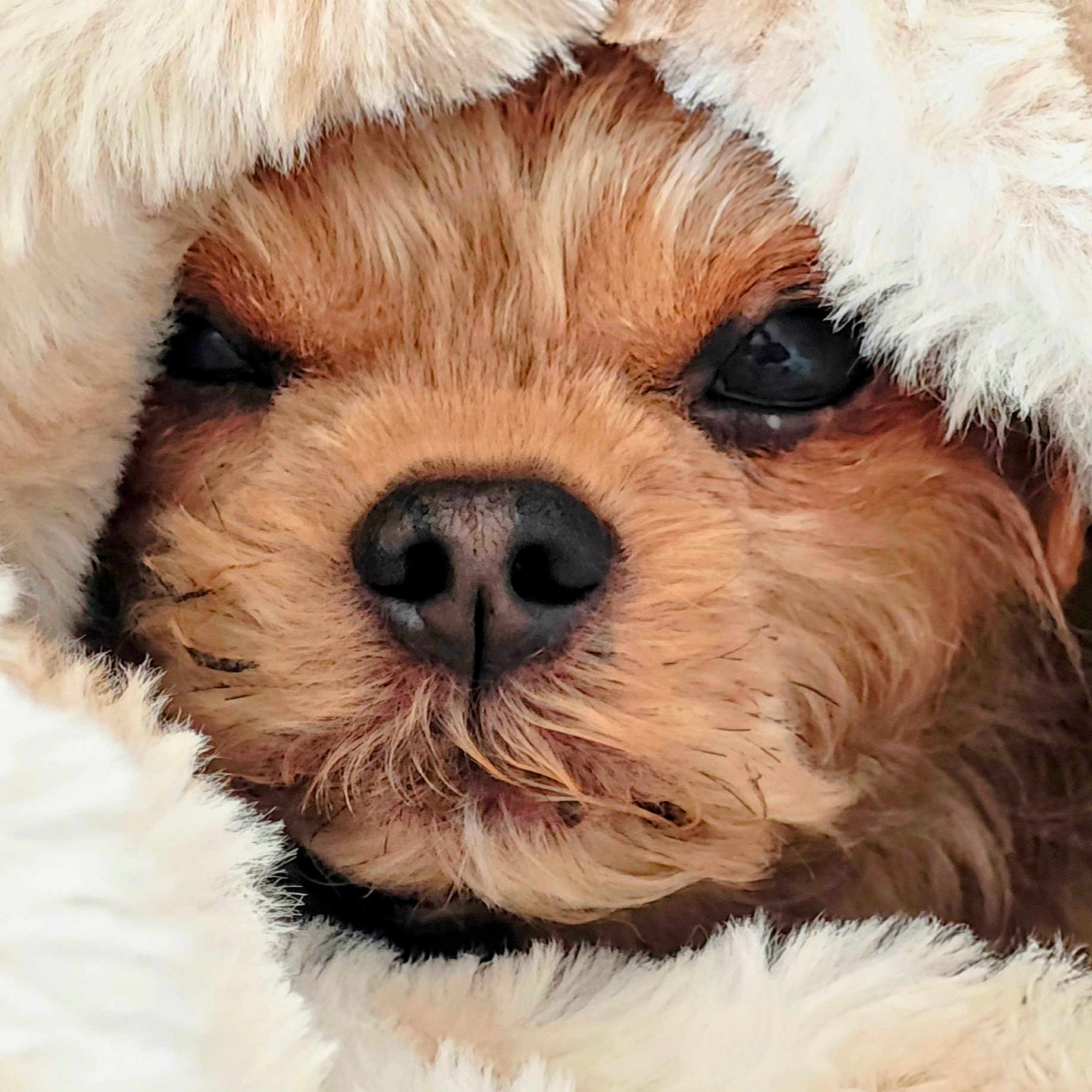 Gizmo a rejoint le concours — aidez-le/la à gagner de superbes lots ! animal, canine, cat, cockerspaniel, dog, kitten, person, pet, poodle, puppy, sleeping, snout, terrier, whitedog