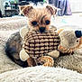 animal, bed, blanket, brown_dog, companion, cozy, cute, dog, ears, fur, indoor, pet, playful, plush_toy, puppy, small_dog, snuggle, soft_texture, toy, young_dog