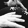 animal, belly, black_and_white, casual, closeup, comfort, dog, domestic, furry, hand, handprints, human, intimate, paw_prints, pet, relaxation, resting, skin, soft, texture