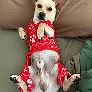 Biscuit is registered to the contest to win money with this photo: animal, bed, canine, clothing, cute, dog, domestic_animal, ears, fur, indoors, looking_at_camera, lying_down, paw, pet, pillow, red_sweater, relaxed, resting, small_dog, tail