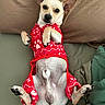 animal, bed, canine, clothing, cute, dog, domestic_animal, ears, fur, indoors, looking_at_camera, lying_down, paw, pet, pillow, red_sweater, relaxed, resting, small_dog, tail