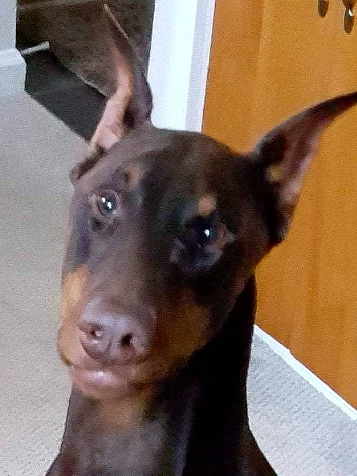 Saber is registered to the contest to win money with this photo: canidae, carnivore, collar, companion_dog, dog, dog_breed, dog_collar, ear, eye, fawn, fur, guard_dog, jaw, liver, pet_supply, snout, sporting_group, toy_dog, whiskers, working_animal