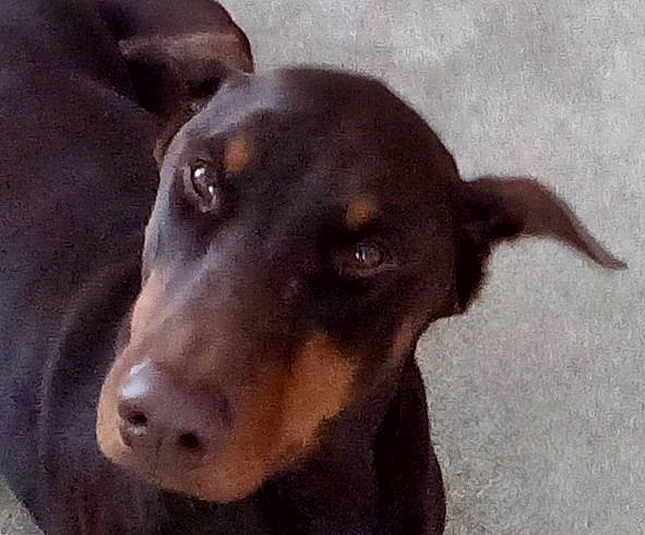 Saber joined the competition — help win amazing prizes! canidae, carnivore, companion_dog, dog, dog_breed, ear, fawn, fur, guard_dog, hunting_dog, liver, pet_supply, scent_hound, snout, sporting_group, terrestrial_animal, whiskers, working_animal, working_dog