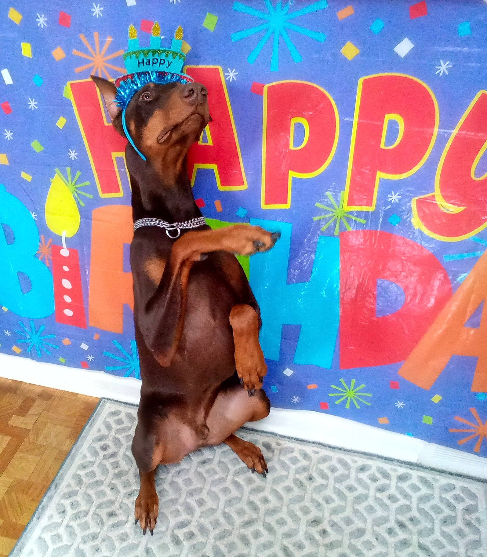 Saber is registered to the contest to win money with this photo: artist, child, dog_breed, electric_blue, event, font, fun, happy, human_leg, leisure, liver, sporting_group, thigh, vacation, visual_arts