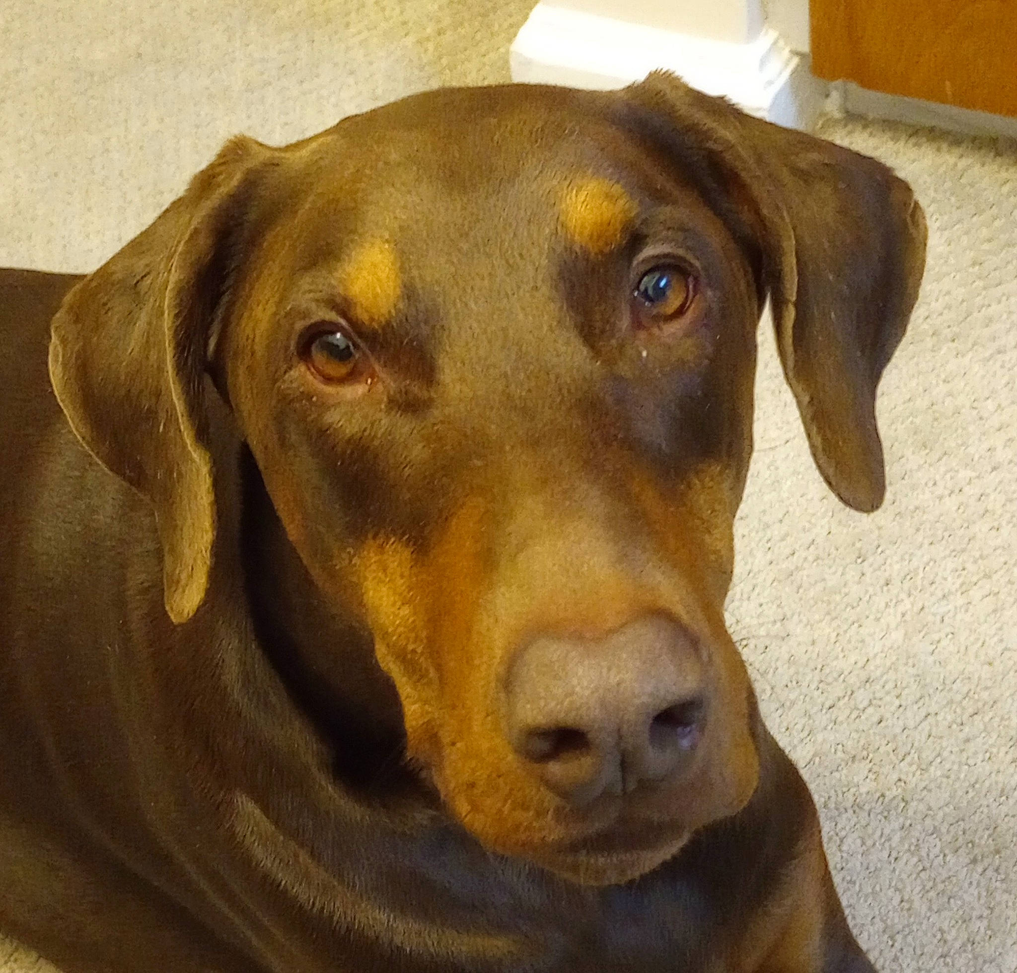 Baron is registered to the contest to win money with this photo: canidae, carnivore, companion_dog, dog, dog_breed, ear, eye, fawn, fur, hound, hunting_dog, liver, pet_supply, snout, sporting_group, whiskers, working_animal, working_dog