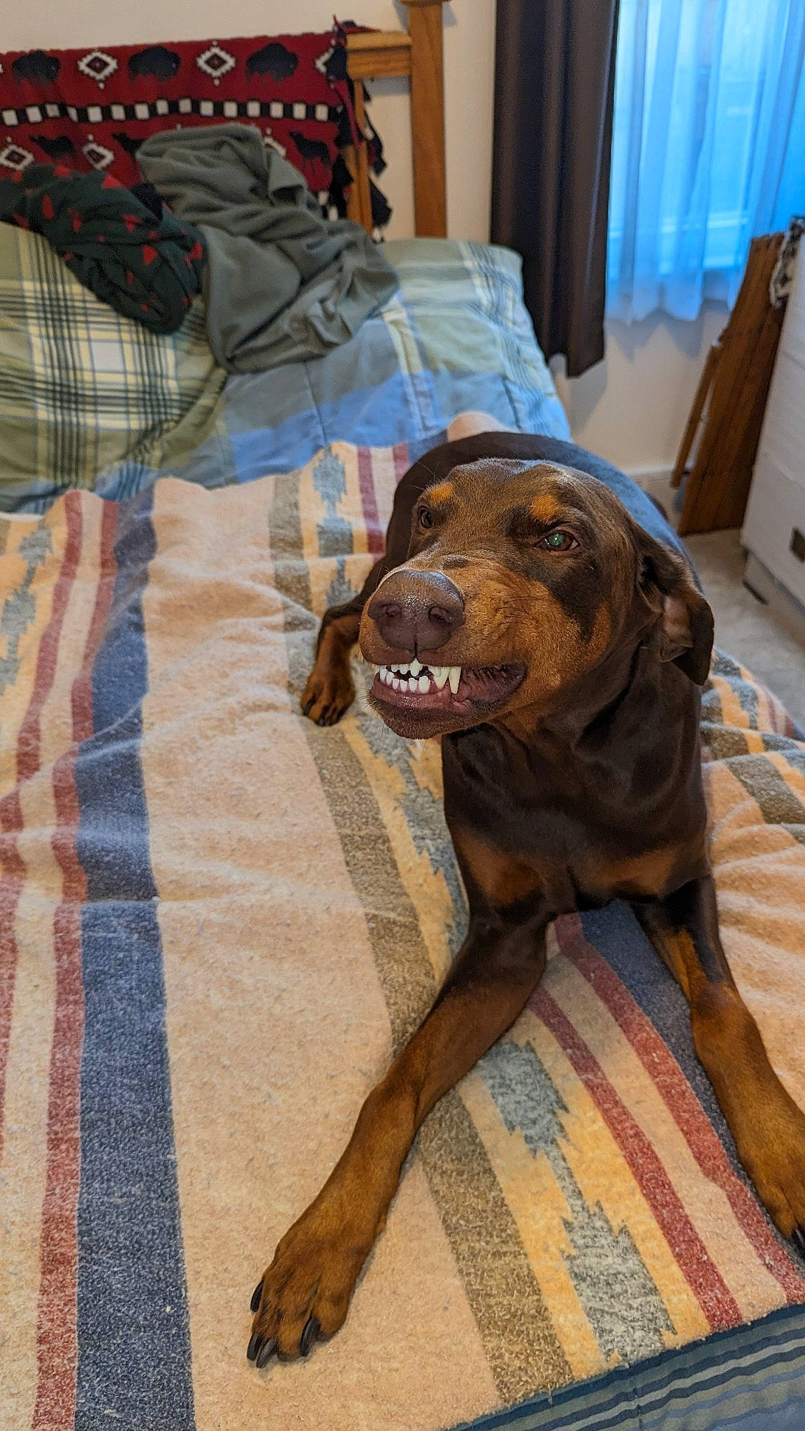 Baron joined the competition — help win amazing prizes! art, cabinetry, canidae, carnivore, companion_dog, dog, dog_breed, fawn, flooring, fur, guard_dog, linens, liver, plaid, room, snout, spaniel, sporting_group, wood, working_animal