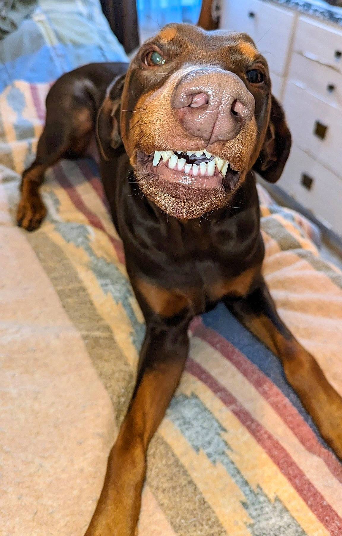 Baron is registered to the contest to win money with this photo: cabinetry, canidae, carnivore, chest, chest_of_drawers, collar, companion_dog, dog, dog_breed, dog_collar, drawer, dresser, fawn, filing_cabinet, fur, liver, pet_supply, snout, whiskers, working_animal