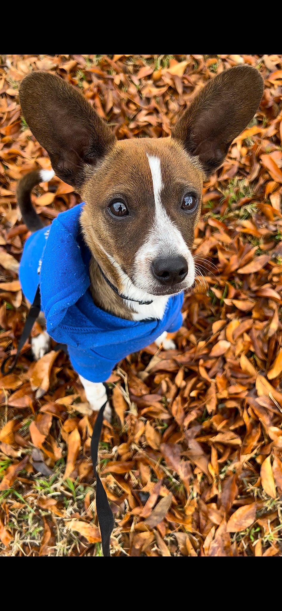 Snoopy is registered to the contest to win money with this photo: autumn, canidae, carnivore, collar, companion_dog, dog, dog_breed, dog_supply, fawn, hound, hunting_dog, irishjacks, non_sporting_group, soil, sporting_group, terrestrial_animal, terrier, whiskers, wood, working_animal