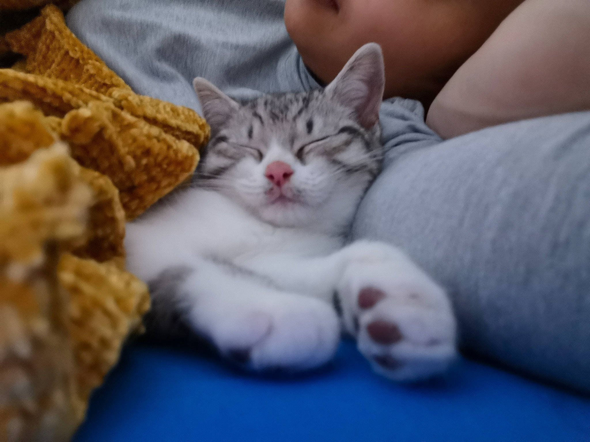 Pixelle participe au concours pour gagner de l'argent avec cette photo : aegean_cat, american_shorthair, american_wirehair, asian, carnivore, cat, child, domestic_short_haired_cat, european_shorthair, felidae, kitten, mammal, munchkin, paw, polydactyl_cat, small_to_medium_sized_cats, tabby_cat, vertebrate, whiskers