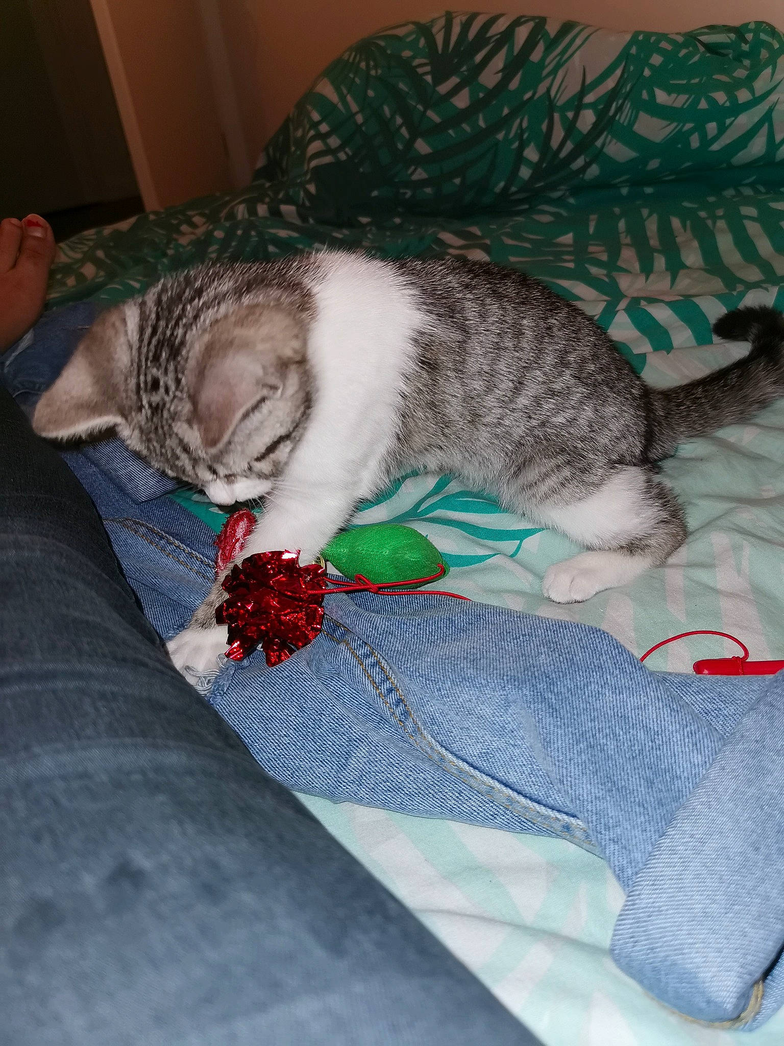 Pixelle a rejoint le concours — aidez-le/la à gagner de superbes lots ! american_shorthair, carnivore, cat, domestic_short_haired_cat, european_shorthair, felidae, fur, kitten, nap, pixie_bob, sleep, small_to_medium_sized_cats, tabby_cat, tail, whiskers