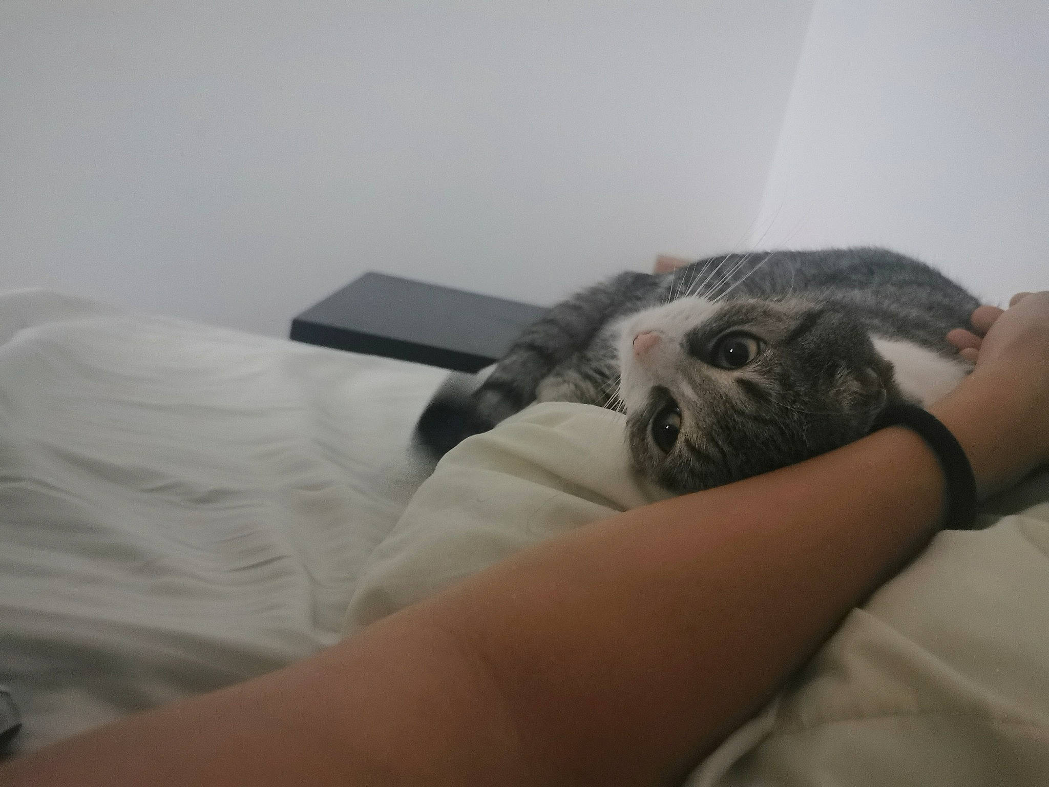 Pixelle participe au concours pour gagner de l'argent avec cette photo : bed, bed_sheet, bedding, bedroom, canidae, carnivore, cat, comfort, companion_dog, domestic_short_haired_cat, duvet, felidae, finger, fur, grey, linens, room, small_to_medium_sized_cats, whiskers, wrist