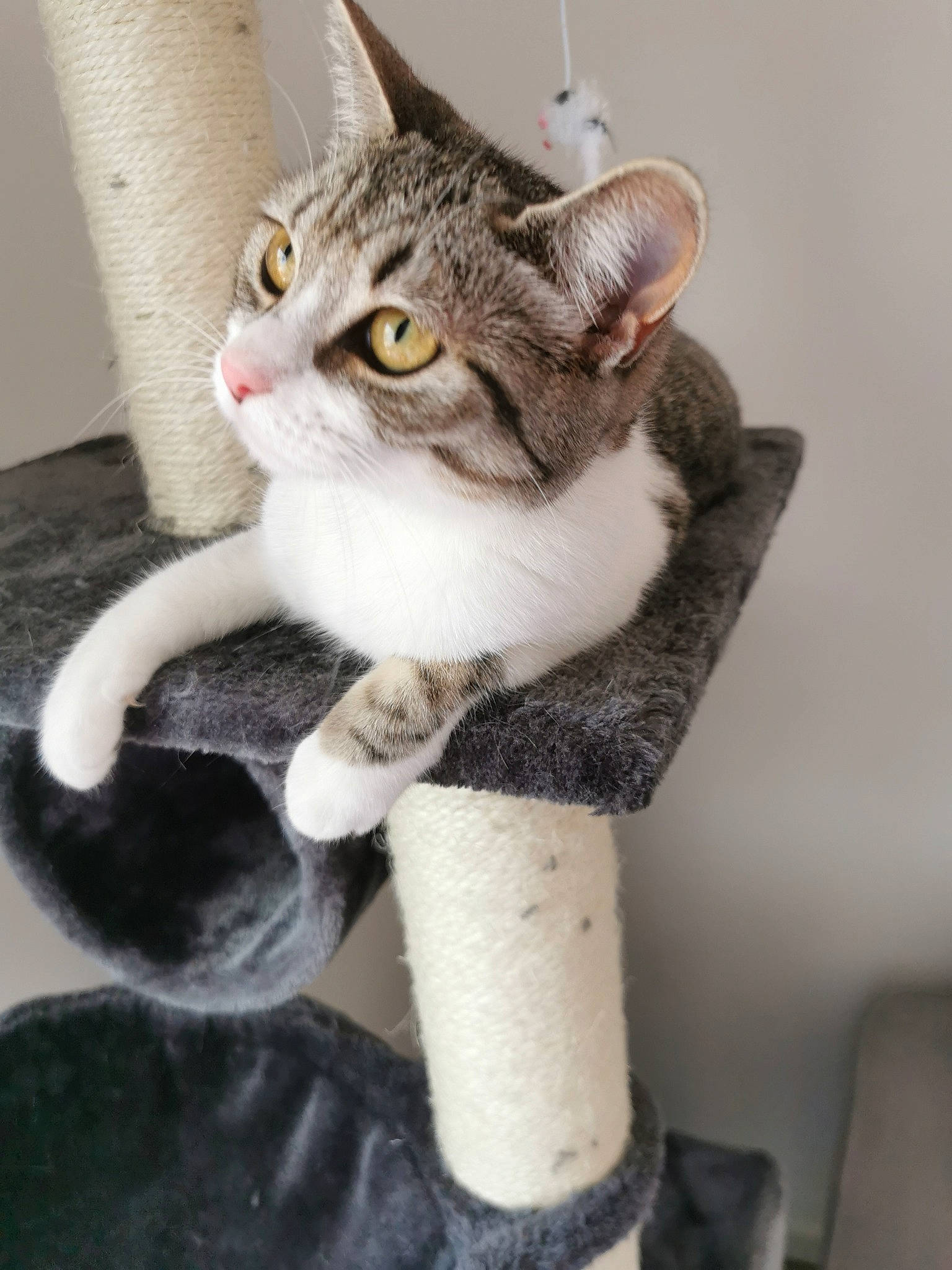 Pixelle a rejoint le concours — aidez-le/la à gagner de superbes lots ! aegean_cat, american_shorthair, american_wirehair, asian, carnivore, cat, domestic_short_haired_cat, dragon_li, european_shorthair, fawn, felidae, fur, kitten, mammal, paw, polydactyl_cat, small_to_medium_sized_cats, tabby_cat, tail, whiskers