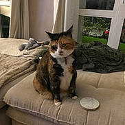 Prada Rizza a rejoint le concours — aidez-le/la à gagner de superbes lots ! cat, calico, pet, feline, cushion, blanket, plush_toy, living_room, window, greenery, indoor, cozy, fur, sitting, home, curtains, soft_lighting, furniture, relaxed, domestic