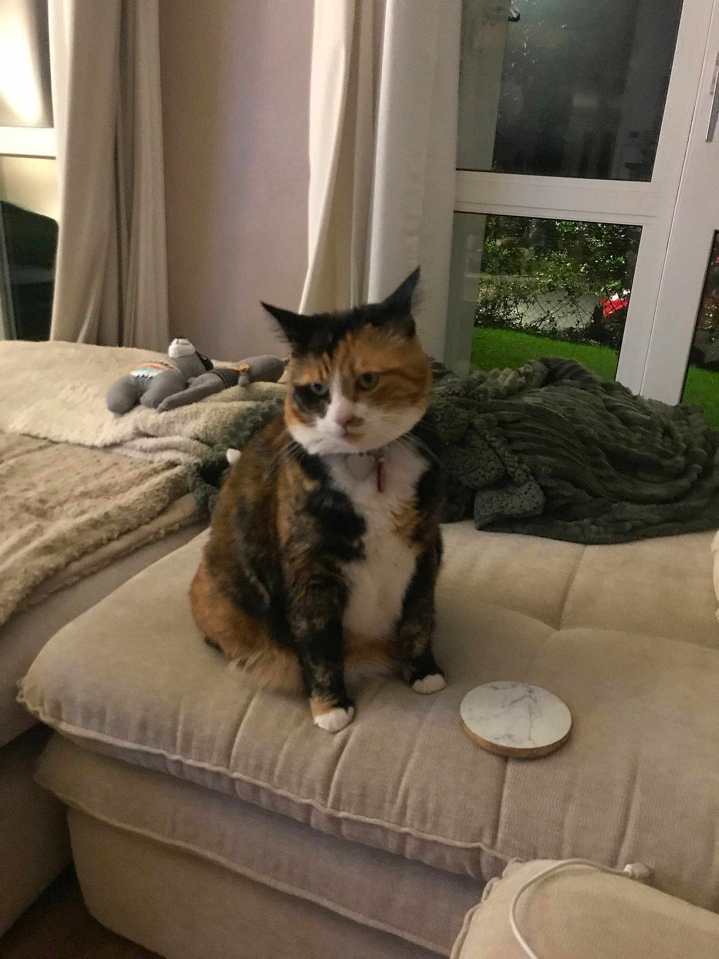 Prada Rizza a rejoint le concours — aidez-le/la à gagner de superbes lots ! cat, calico, pet, feline, cushion, blanket, plush_toy, living_room, window, greenery, indoor, cozy, fur, sitting, home, curtains, soft_lighting, furniture, relaxed, domestic