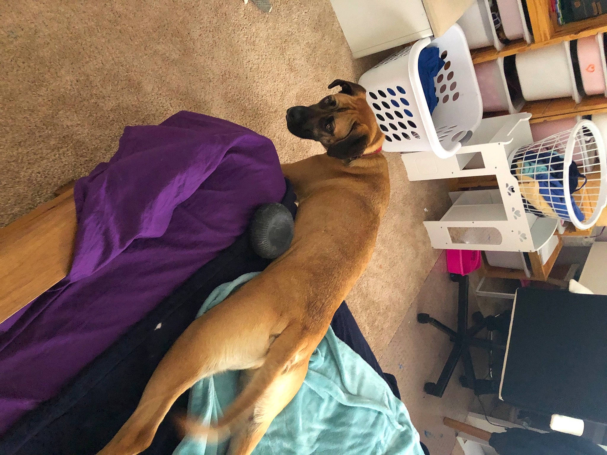 Bella joined the competition — help win amazing prizes! bed, bedroom, carnivore, comfort, companion_dog, dog, dog_breed, eyewear, fawn, felidae, flooring, furniture, hardwood, linens, purple, room, shelf, shelving, thigh, wood