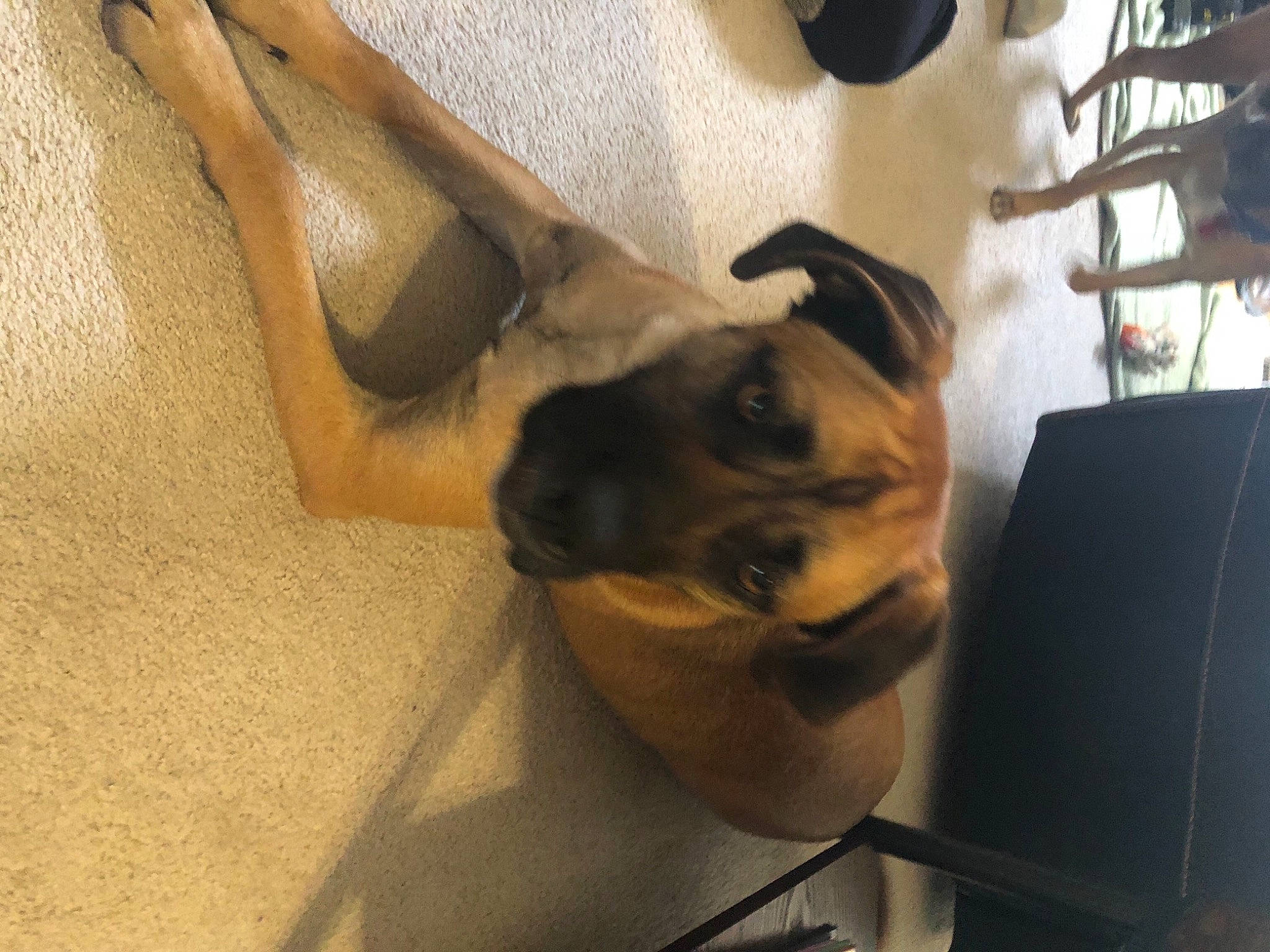 Bella joined the competition — help win amazing prizes! canidae, carnivore, companion_dog, dog, dog_breed, ear, elbow, fawn, floor, flooring, human_leg, jaw, paw, snout, sporting_group, terrestrial_animal, toy_dog, wood, working_animal, working_dog