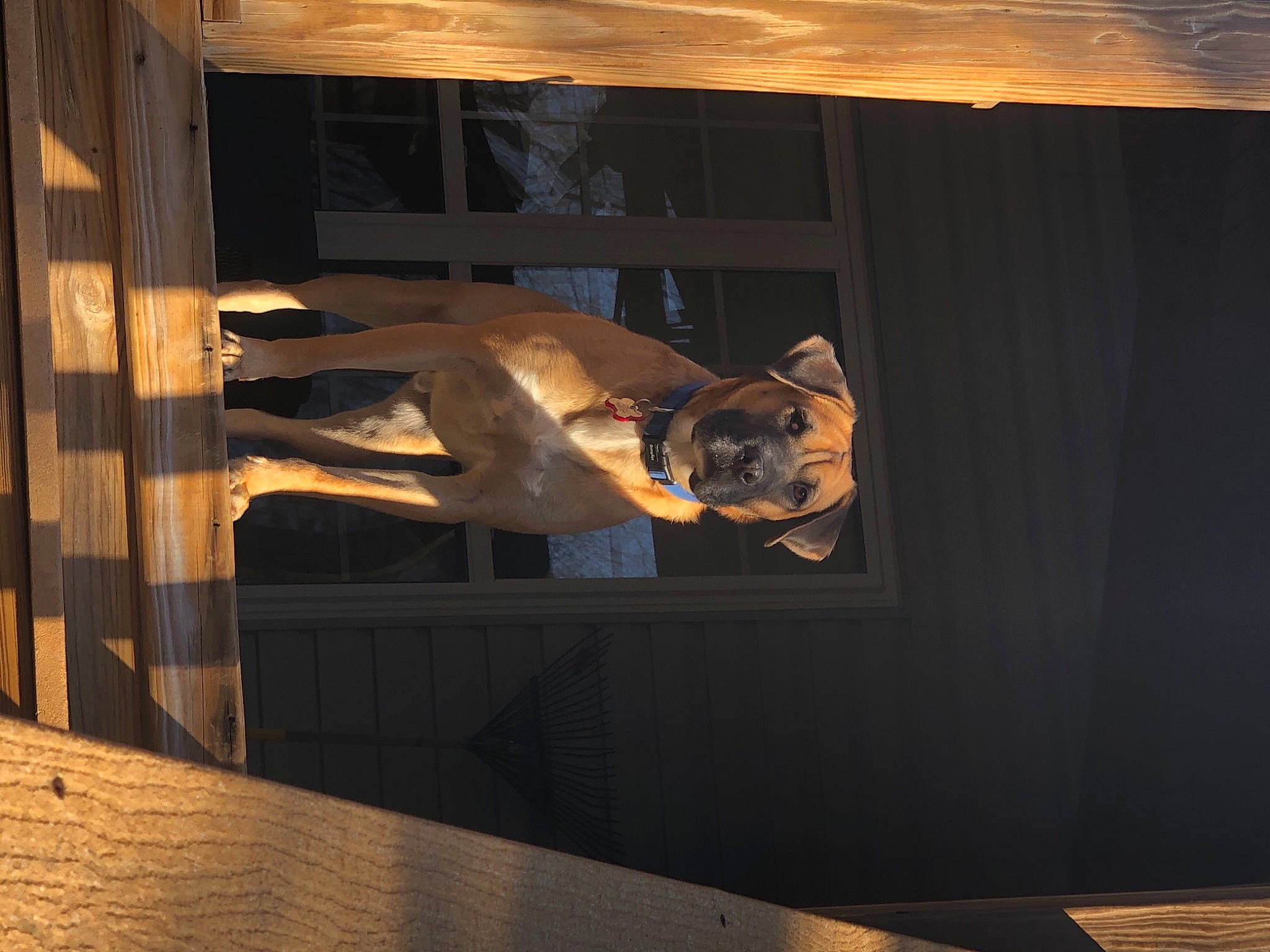 Dobby is registered to the contest to win money with this photo: art, building, ceiling, display_case, door, fawn, floor, flooring, hardwood, house, propeller, room, sculpture, sky, space, statue, tints_and_shades, visual_arts, window, wood