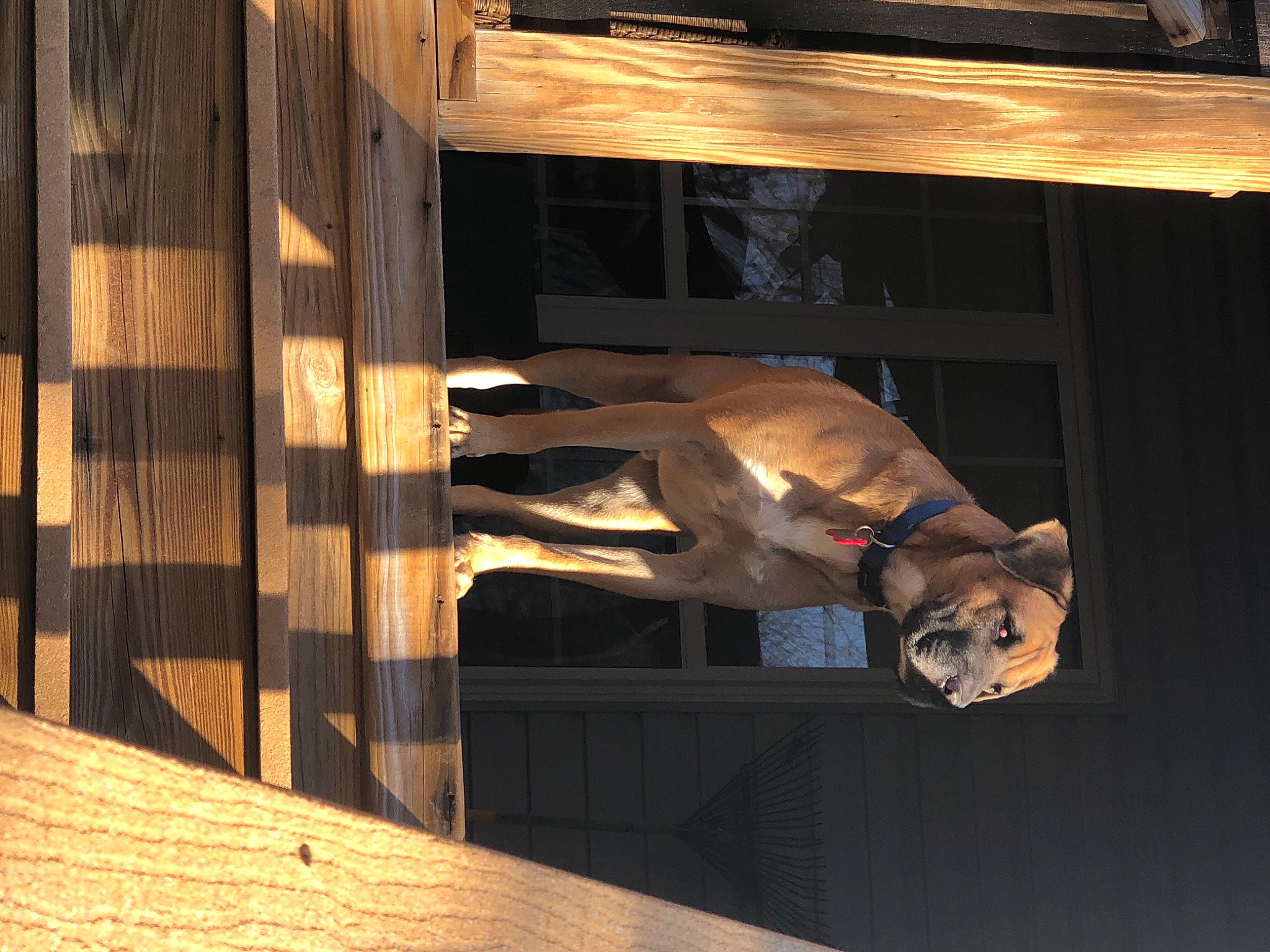 Dobby is registered to the contest to win money with this photo: art, bone, building, carnivore, companion_dog, dog, dog_breed, door, fawn, hardwood, house, interior_design, sculpture, skull, snout, statue, tints_and_shades, varnish, wood, working_animal