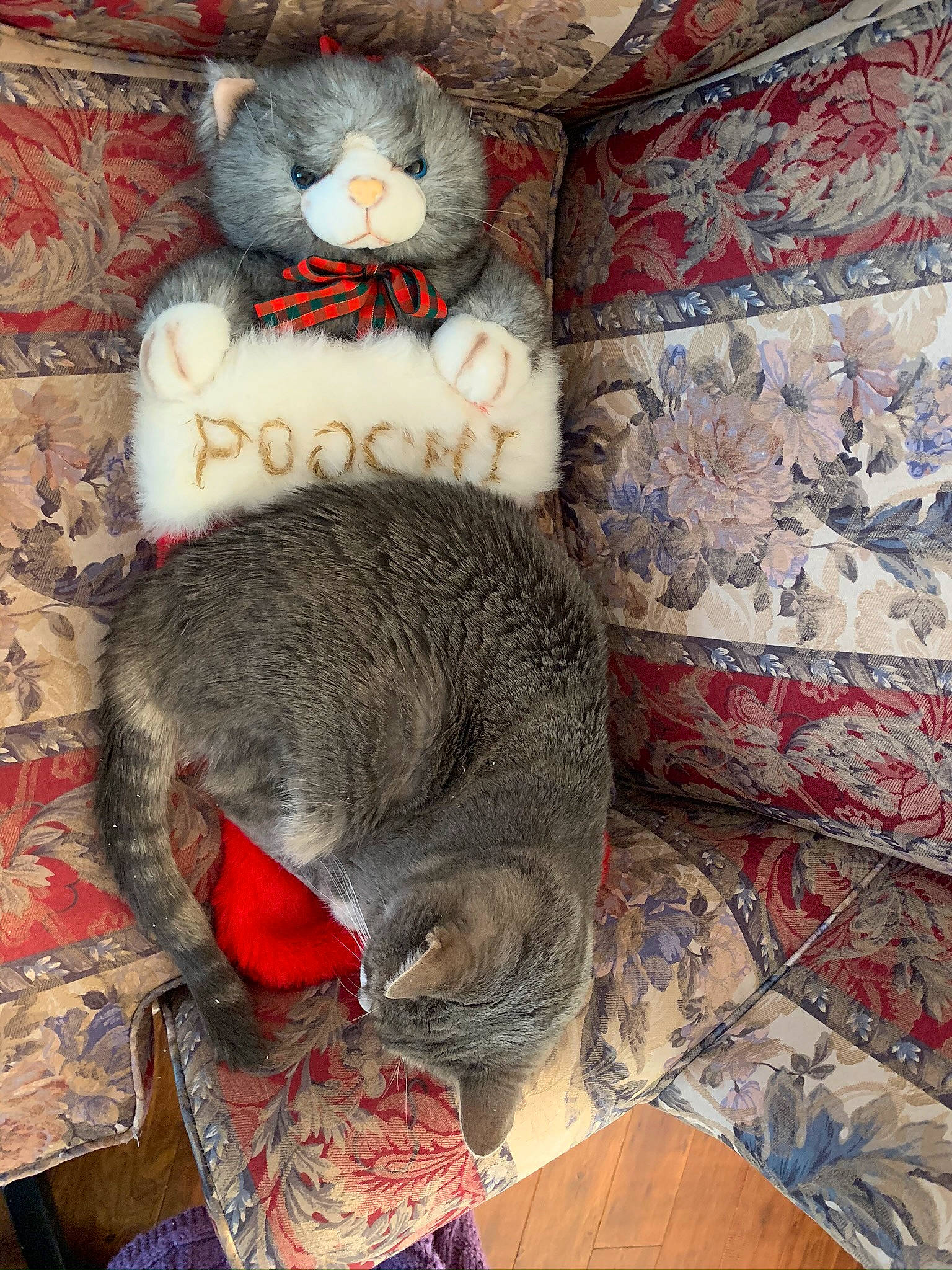 Poochi is registered to the contest to win money with this photo: carnivore, cat, cat_bed, cat_supply, comfort, costume_hat, domestic_short_haired_cat, fedora, felidae, fur, grey, hat, pattern, small_to_medium_sized_cats, stuffed_toy, tail, textile, whiskers, wool, woolen