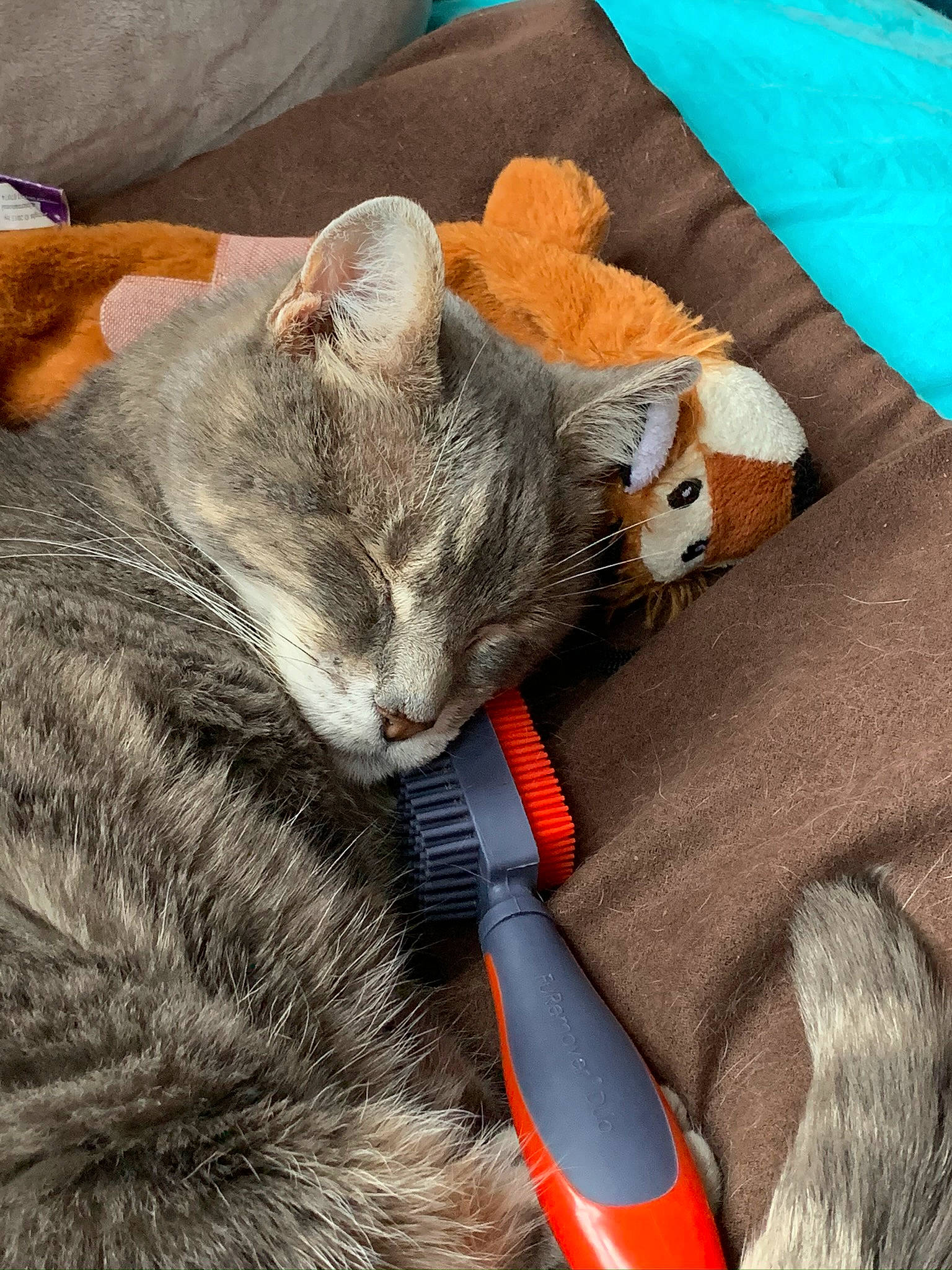 Poochi is registered to the contest to win money with this photo: art, carnivore, cat, cat_toy, claw, comfort, domestic_short_haired_cat, fawn, felidae, fur, grey, linens, nap, orange, paw, sleep, small_to_medium_sized_cats, tail, tool, whiskers