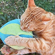 Tofee participe au concours pour gagner de l'argent avec cette photo : cat, ginger_cat, pet, animal, ball, toy, grass, outdoor, closeup, paw, fur, cute, playful, nature, whiskers, sleepy, resting, soft, orange, mesh_ball