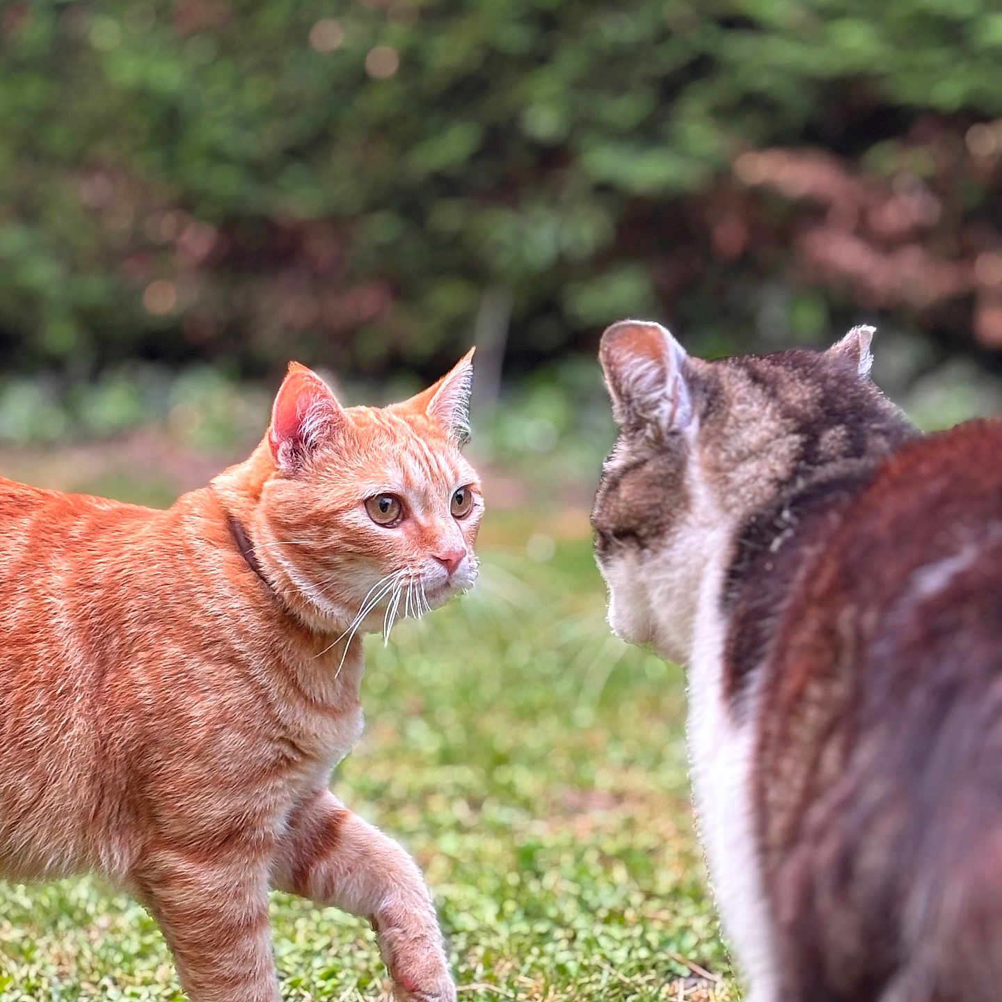 Tofee a rejoint le concours — aidez-le/la à gagner de superbes lots ! animal, cat, cats, confrontation, daylight, ears, eyes, feline, fur, garden, ginger_cat, grass, mammal, nature, outdoor, pets, standoff, tabby, two_animals, whiskers