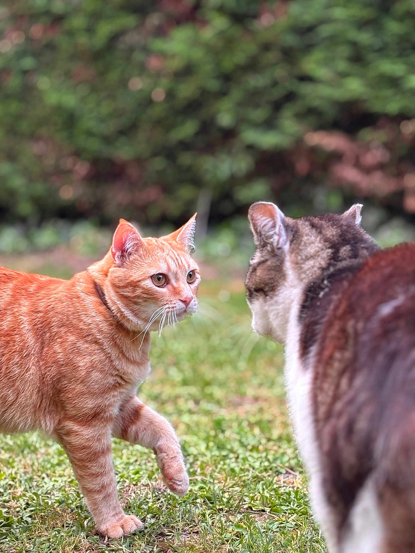 Tofee a rejoint le concours — aidez-le/la à gagner de superbes lots ! cat, cats, animal, pets, outdoor, grass, garden, nature, feline, tabby, ginger_cat, fur, whiskers, ears, eyes, mammal, two_animals, confrontation, standoff, daylight