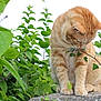 Tofee participe au concours pour gagner de l'argent avec cette photo : cat, ginger_cat, animal, pet, outdoor, nature, greenery, leaf, branch, curious, stone, feline, whiskers, plant, sitting, closeup, garden, daylight, fur, cute