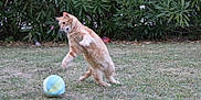 Tofee participe au concours pour gagner de l'argent avec cette photo : cat, orange_tabby, playing, ball, grass, outdoor, surprised, animal, pet, nature, greenery, feline, motion, active, garden, leaves, daylight, young_cat, expressive, fun