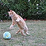 cat, orange_tabby, playing, ball, grass, outdoor, surprised, animal, pet, nature, greenery, feline, motion, active, garden, leaves, daylight, young_cat, expressive, fun