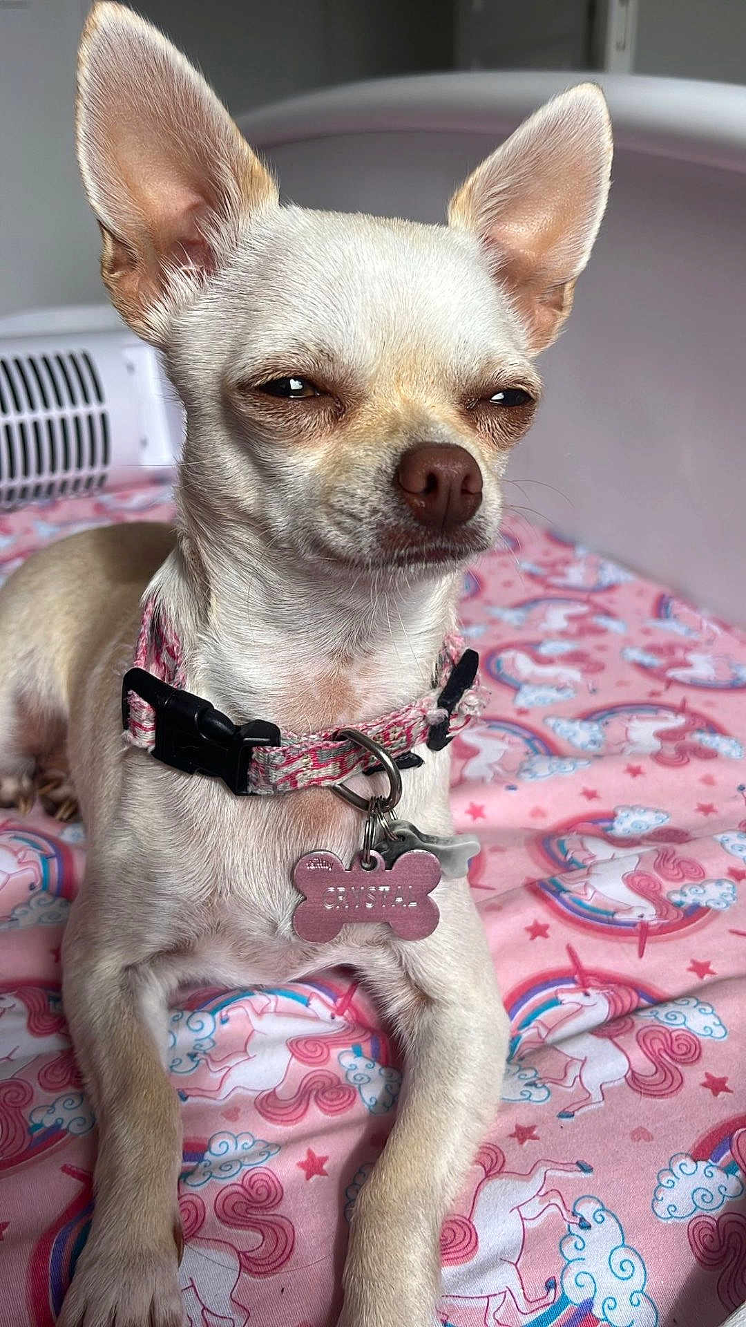 Crystal a rejoint le concours — aidez-le/la à gagner de superbes lots ! dog, chihuahua, pet, collar, tag, bed, blanket, unicorn, pink, fur, ears, animal, cute, indoor, resting, lying_down, closeup, small_dog, expression, mischievous