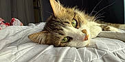 Daisy is registered to the contest to win money with this photo: cat, green_eyes, whiskers, fur, quilt, bed, indoor, relaxing, close_up, pet, animal, sleepy, home, cozy, soft_light, texture, curtains, shelf, comfort, resting