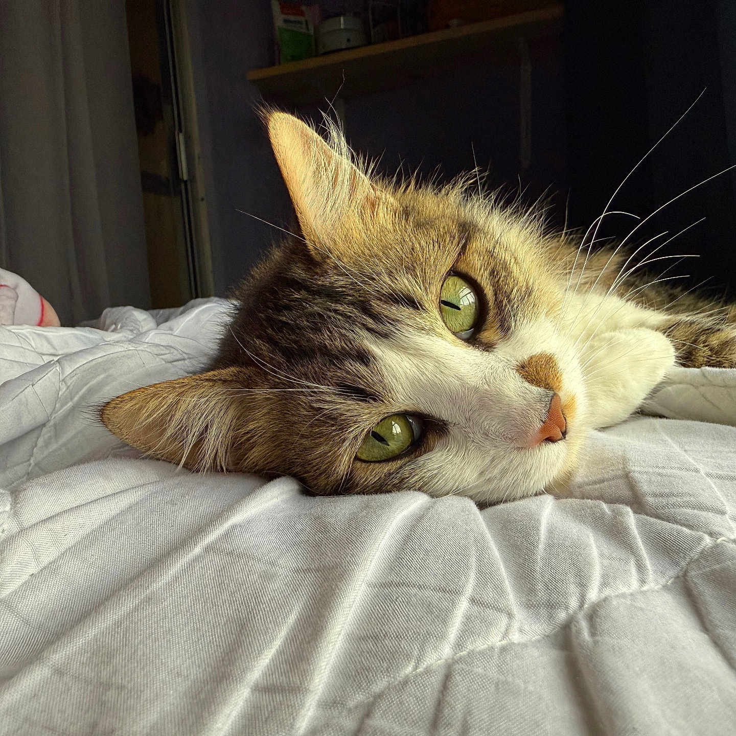 Daisy is registered to the contest to win money with this photo: animal, bed, cat, close_up, comfort, cozy, curtains, fur, green_eyes, home, indoor, pet, quilt, relaxing, resting, shelf, sleepy, soft_light, texture, whiskers