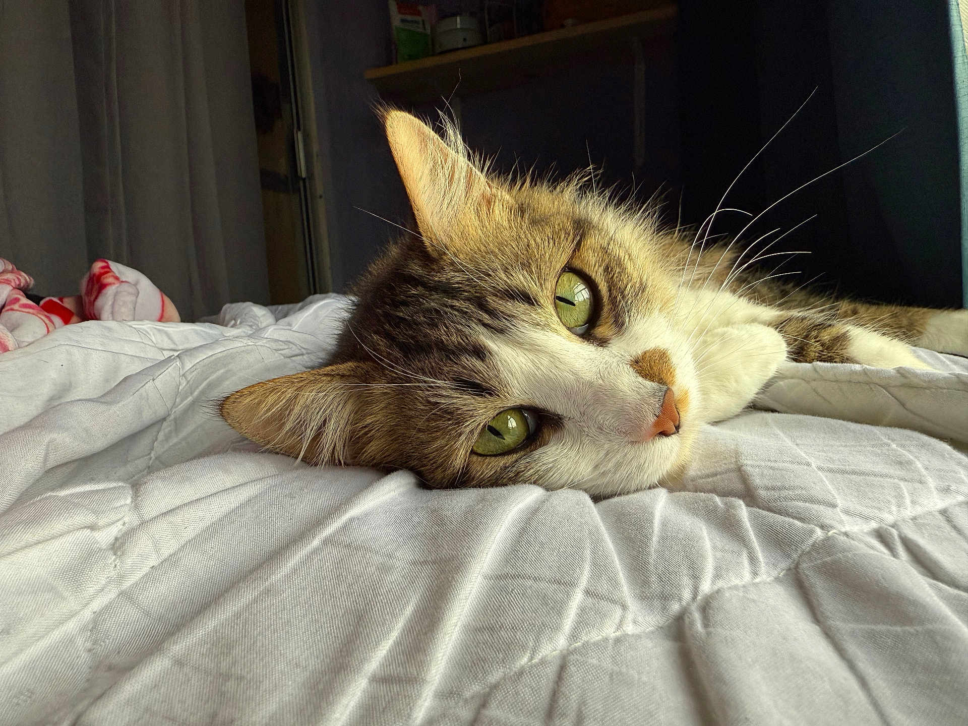 Daisy is registered to the contest to win money with this photo: cat, green_eyes, whiskers, fur, quilt, bed, indoor, relaxing, close_up, pet, animal, sleepy, home, cozy, soft_light, texture, curtains, shelf, comfort, resting