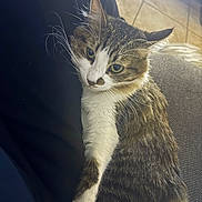 Daisy is registered to the contest to win money with this photo: cat, tabby, green_eyes, feline, pet, indoor, relaxed, fur, whiskers, paws, curious, animal, mammal, cute, domestic, seated, household, cozy, soft_light, texture