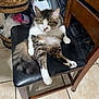 Daisy is registered to the contest to win money with this photo: cat, tabby, feline, pet, chair, black_cushion, wooden_chair, indoor, relaxed, sitting, household, basket, bread, floor_tiles, fur, whiskers, ears, tail, green_eyes, domestic_cat