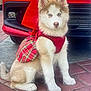 adorable, animal, brick_driveway, car, clothing, cute, dog, domestic_animal, dress, front_view, fur, husky, mammal, outdoor, pet, portrait, puppy, red, sitting, young